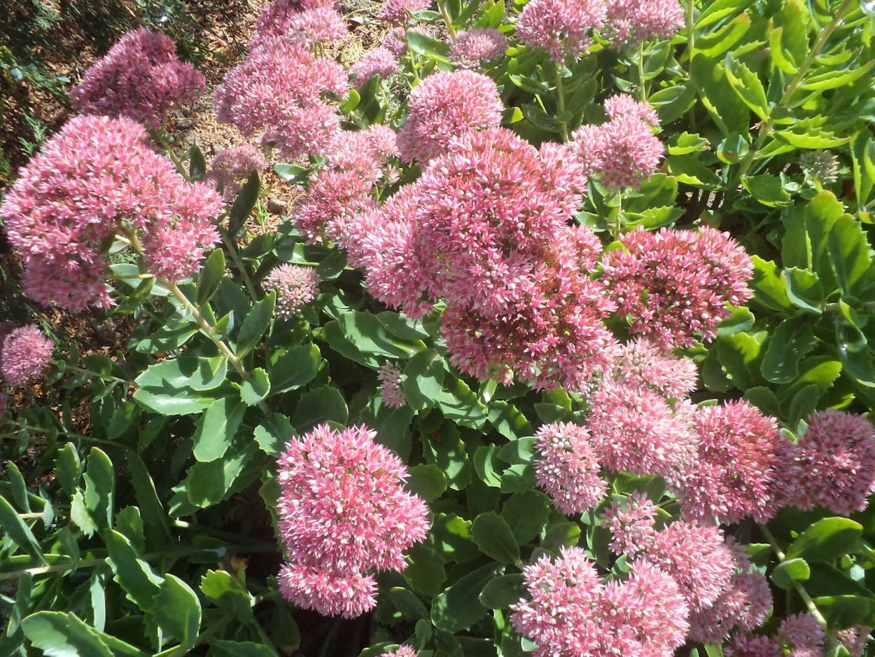 Очиток скрипун