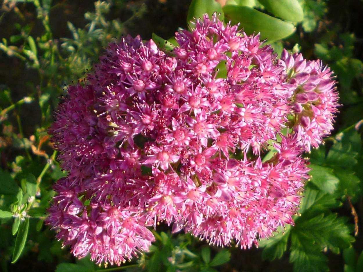 Очиток пурпурный (скрипун травы)