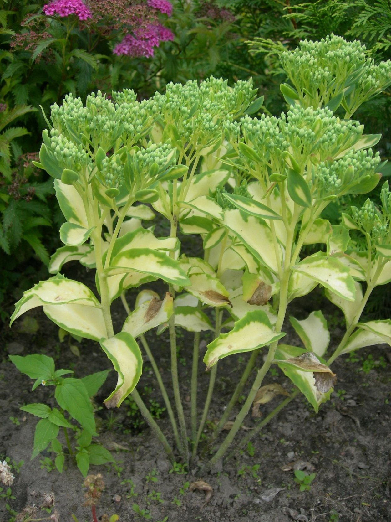 Очиток Видный (Sedum spectabile &#96;Brilliant&#96;)