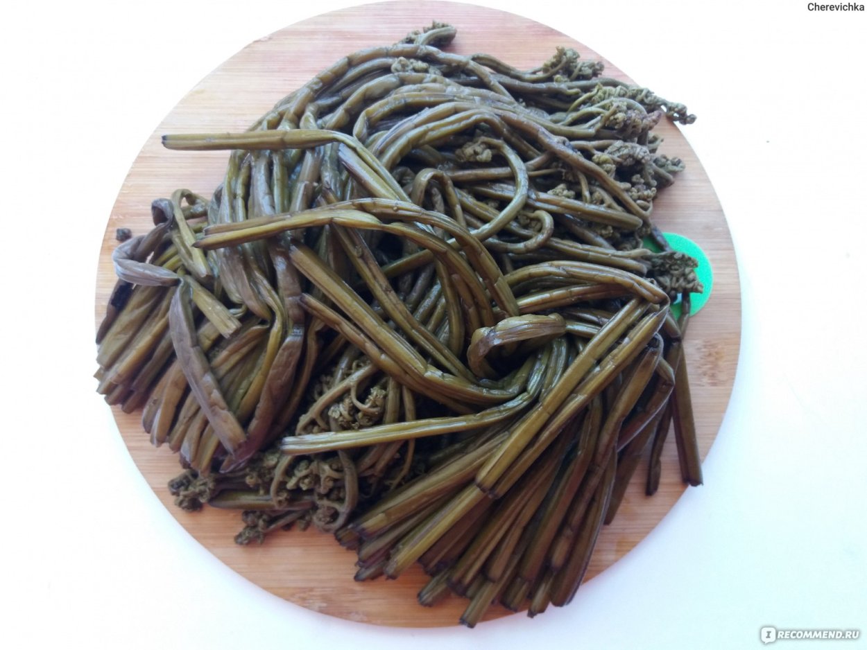 Папоротник орляк обыкновенный