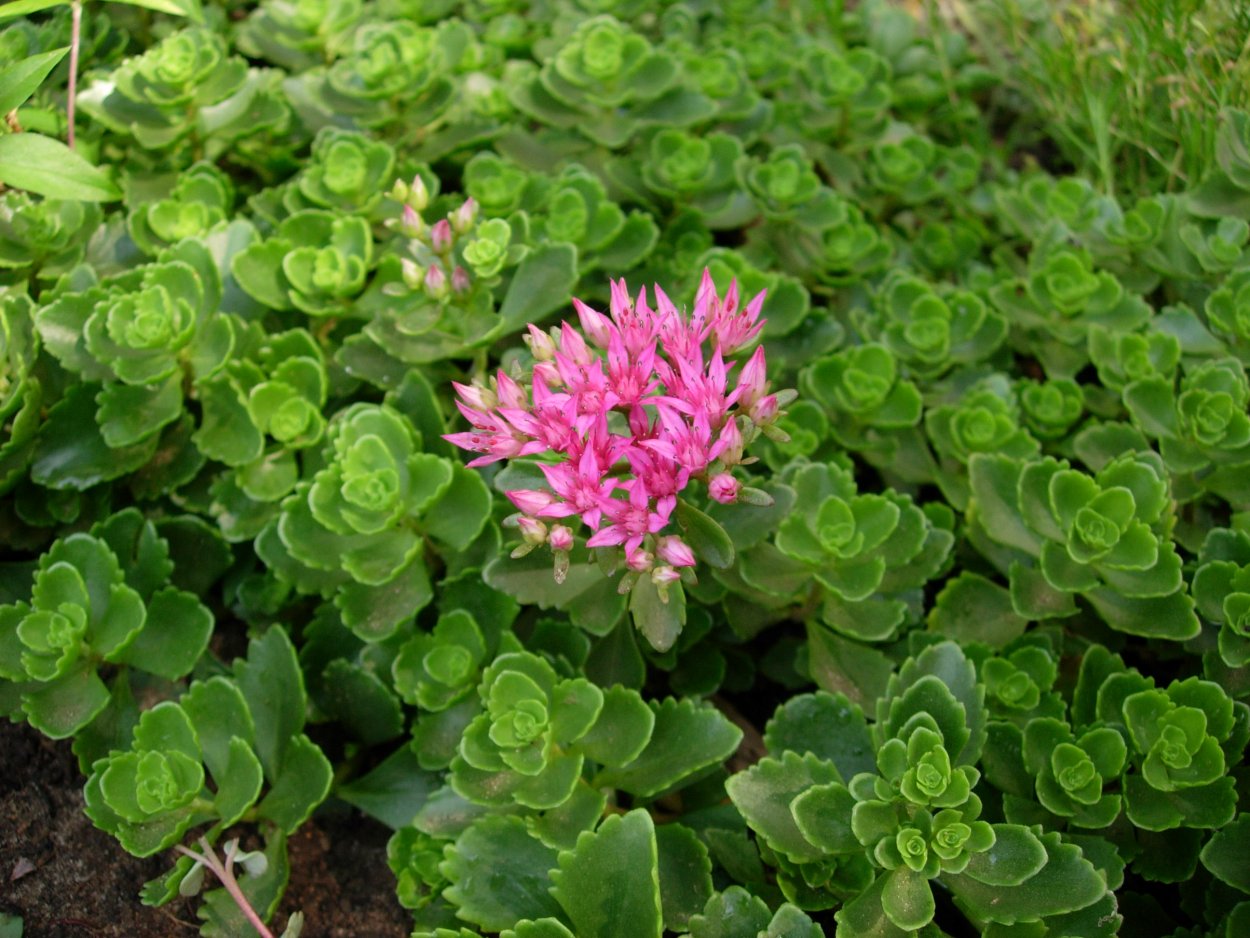 Цветок седум Очиток