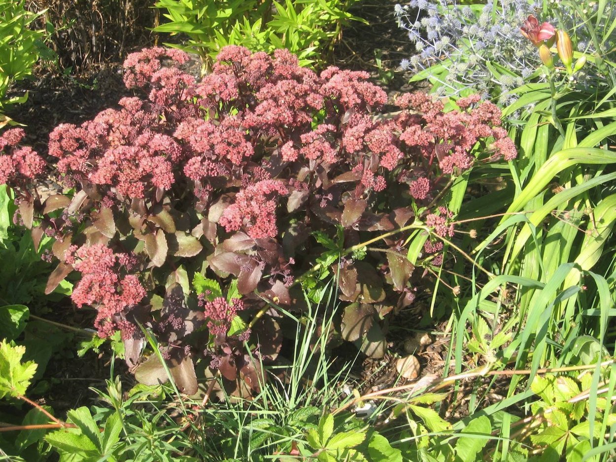 Очиток пурпурный дикий