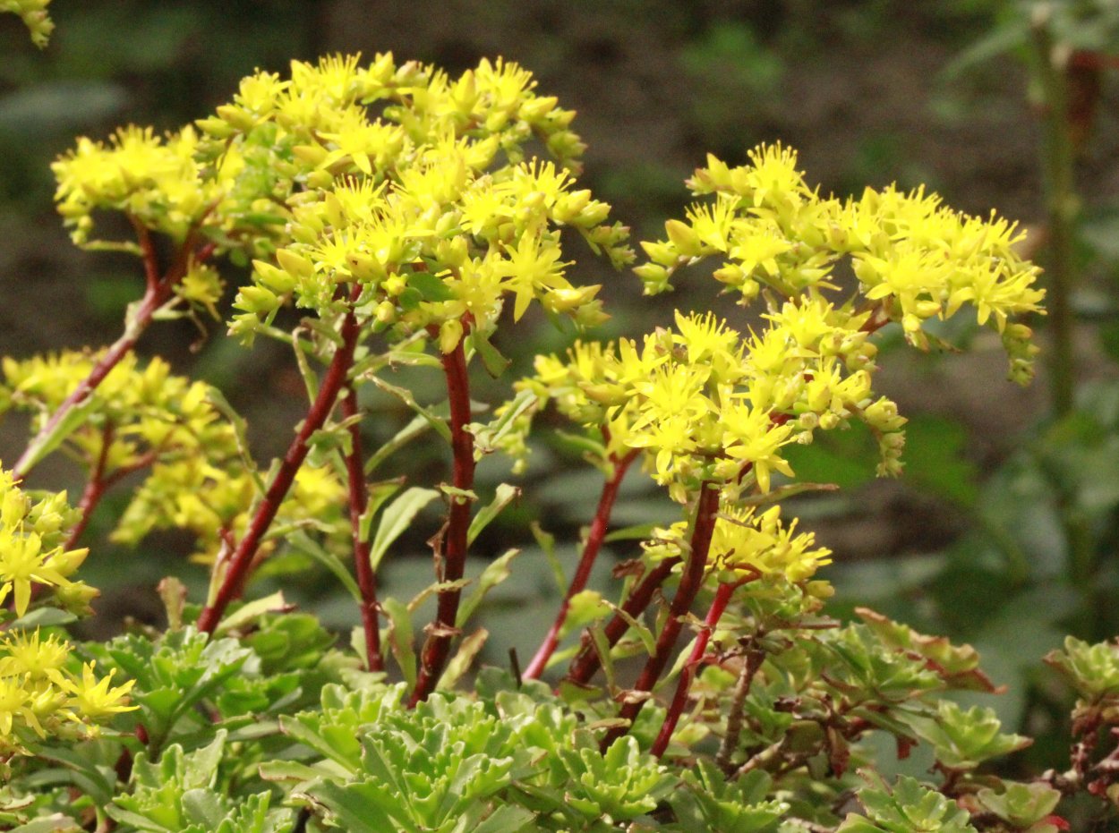 Очиток Herbstfreude