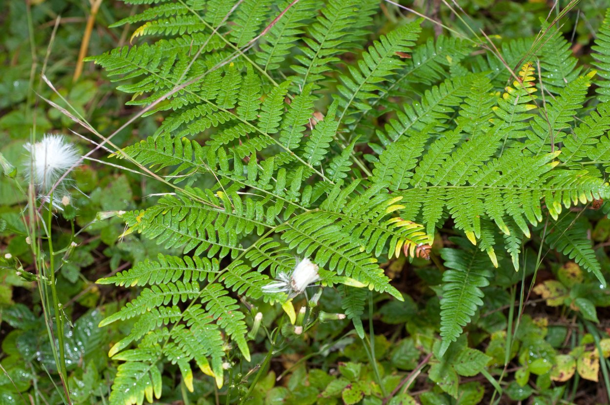 Папоротник орляк и Щитовник