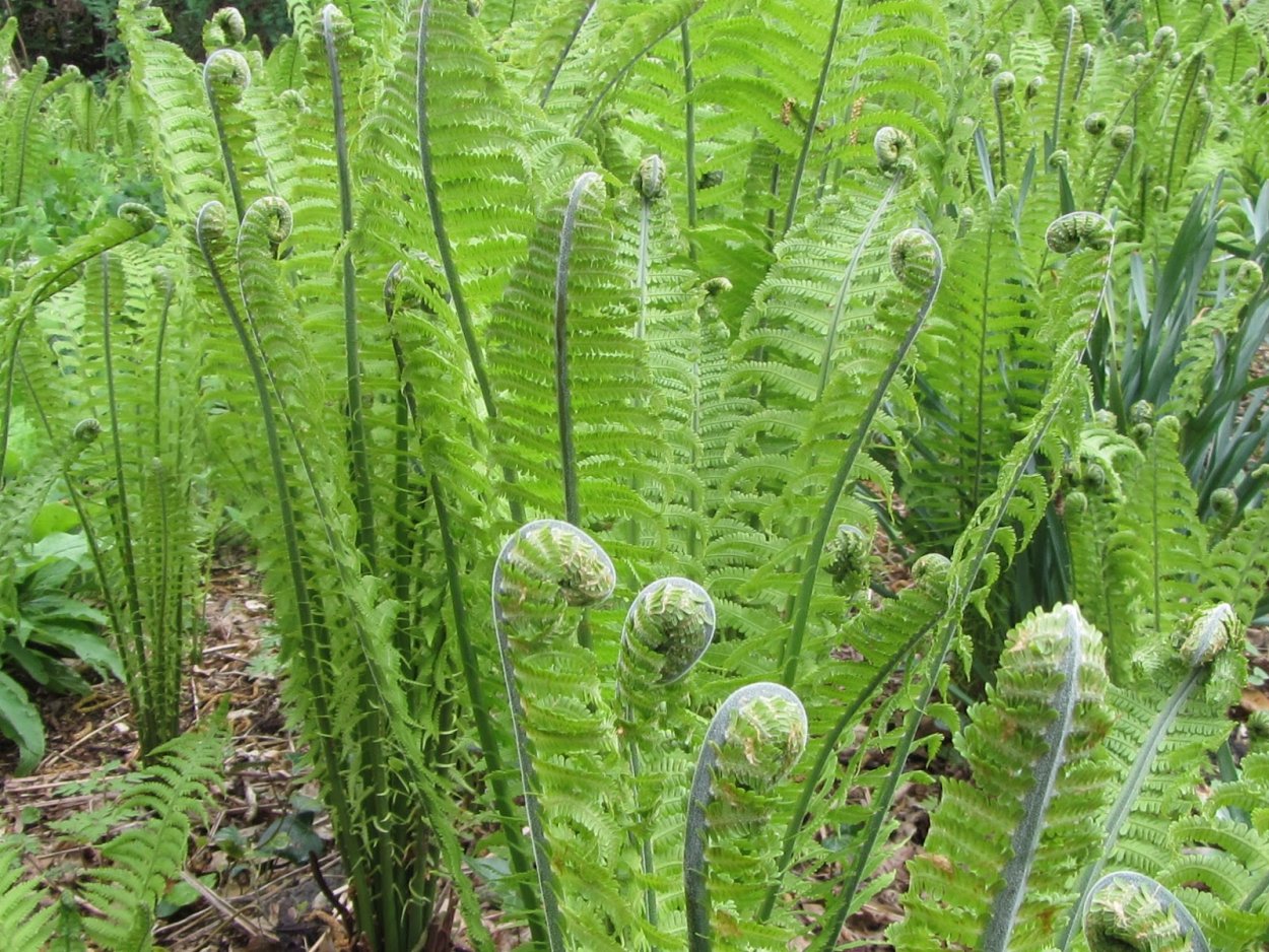 Побеги папоротника