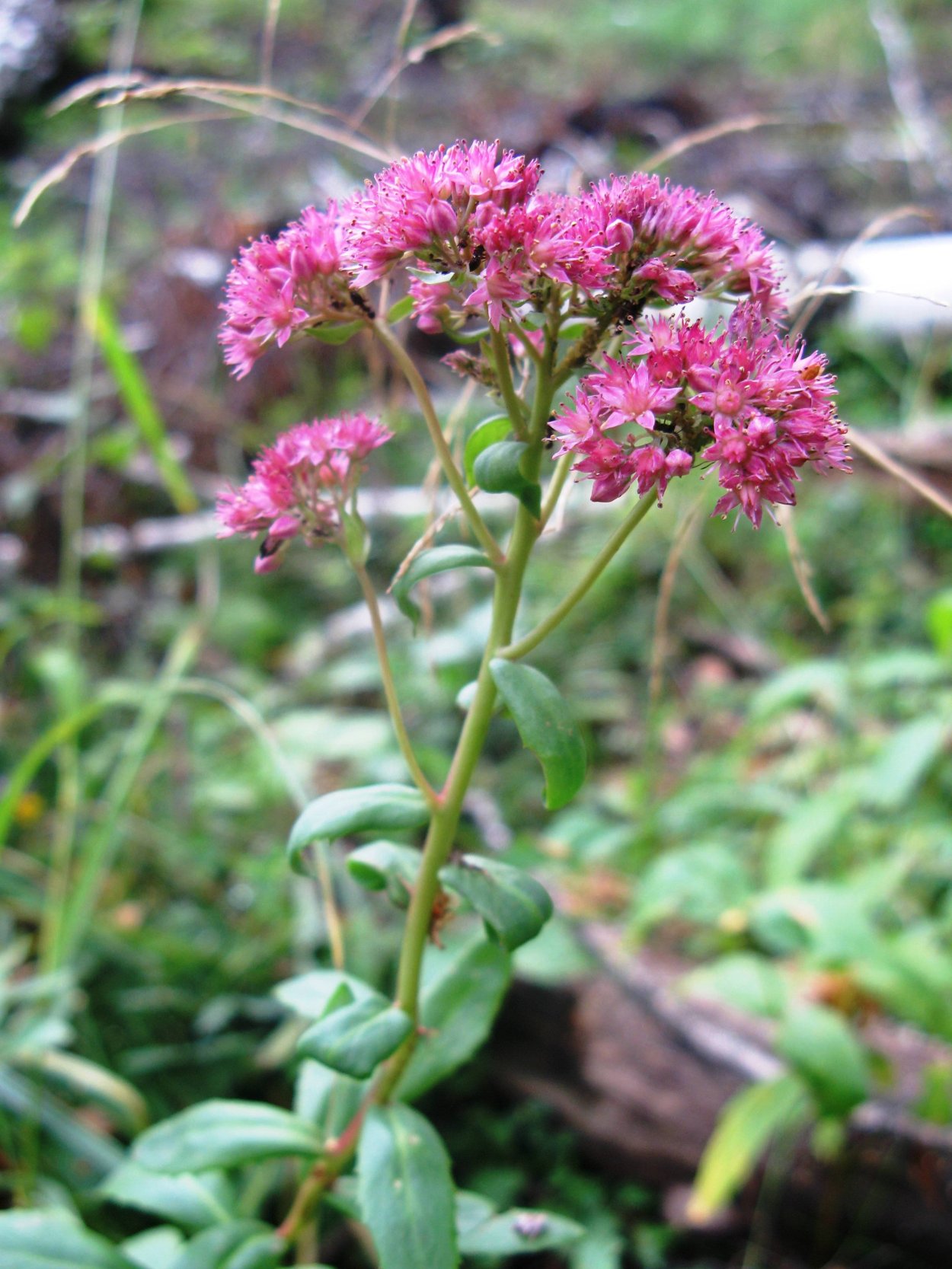 Очиток Эллакомбе (Sedum ellacombianum)