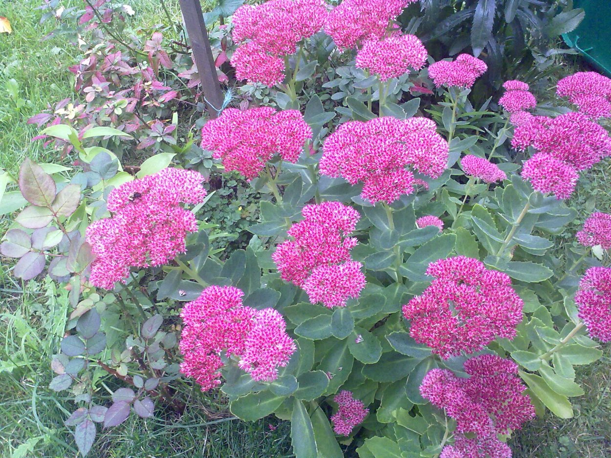 Седум Очиток пурпурный