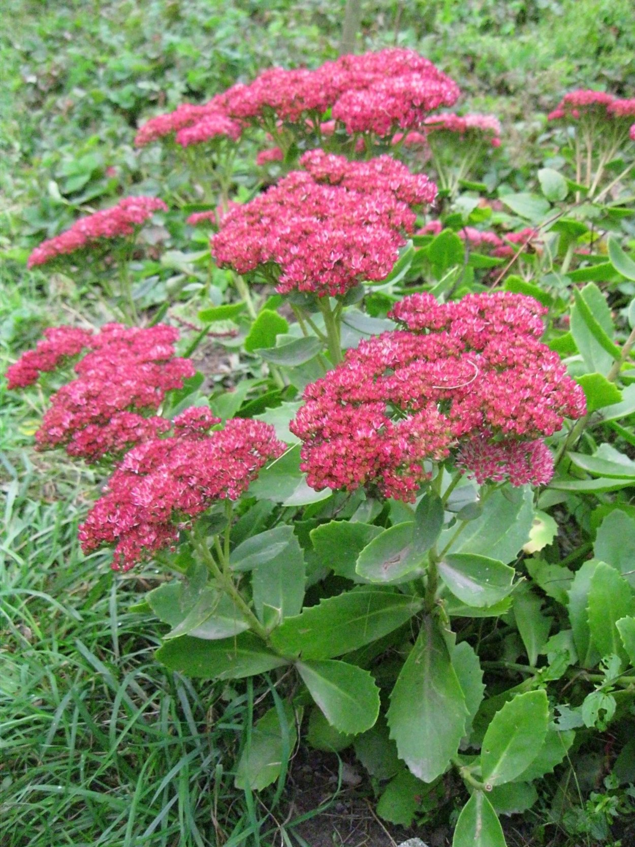 Очиток пурпуровый, заячья капуста, ТОЛСТОЛИСТНИК