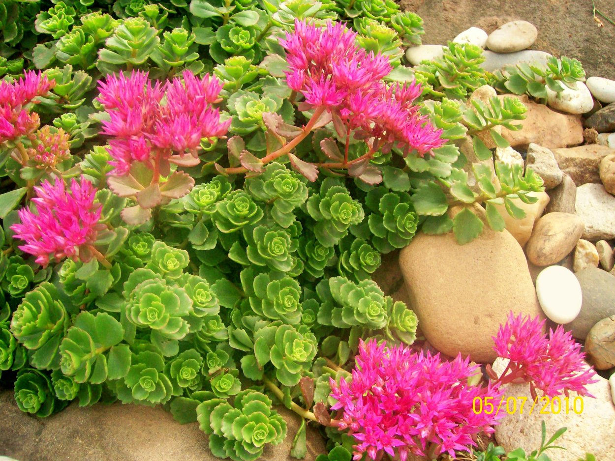 Седум Очиток красная роза