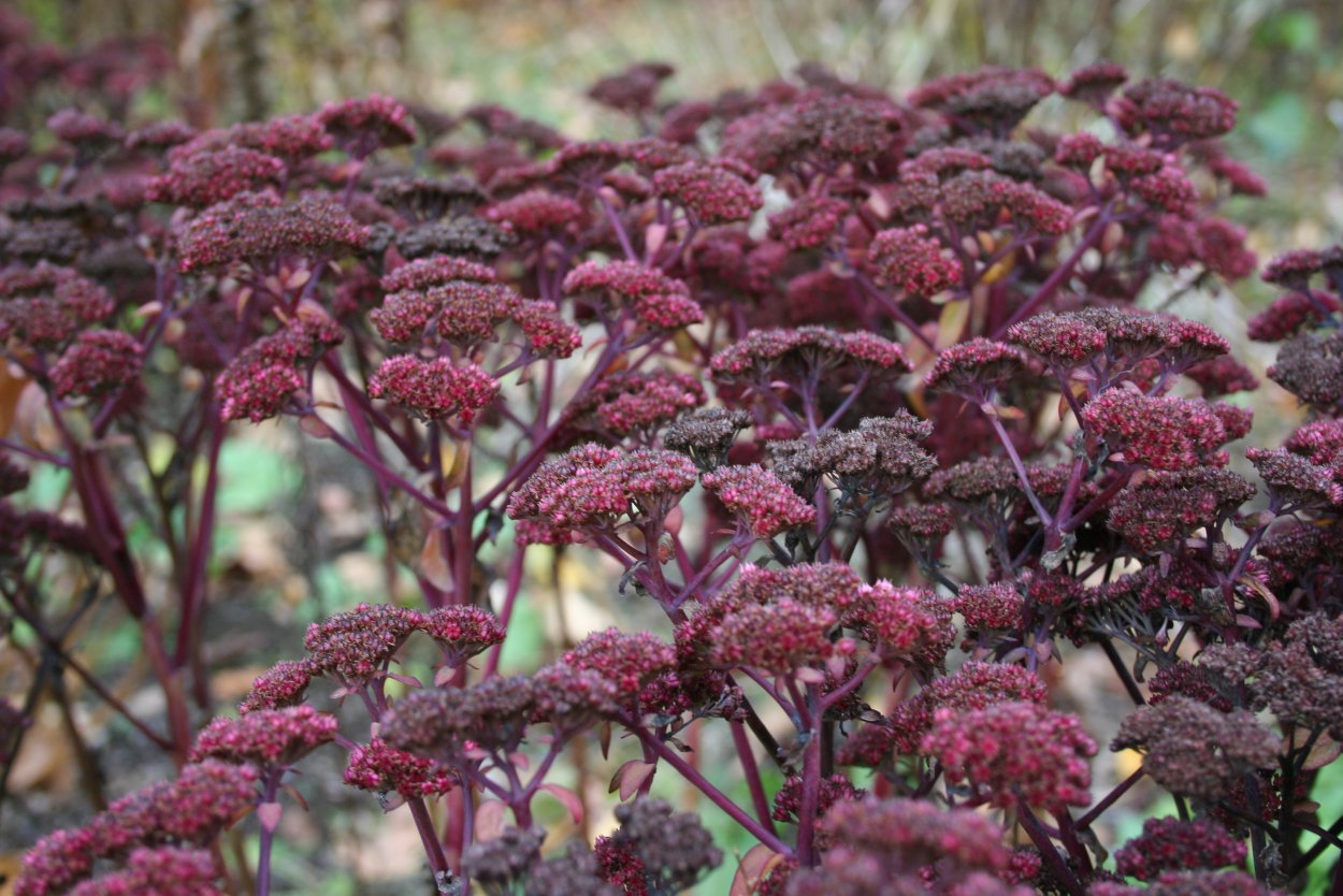 Седум Очиток обыкновенный