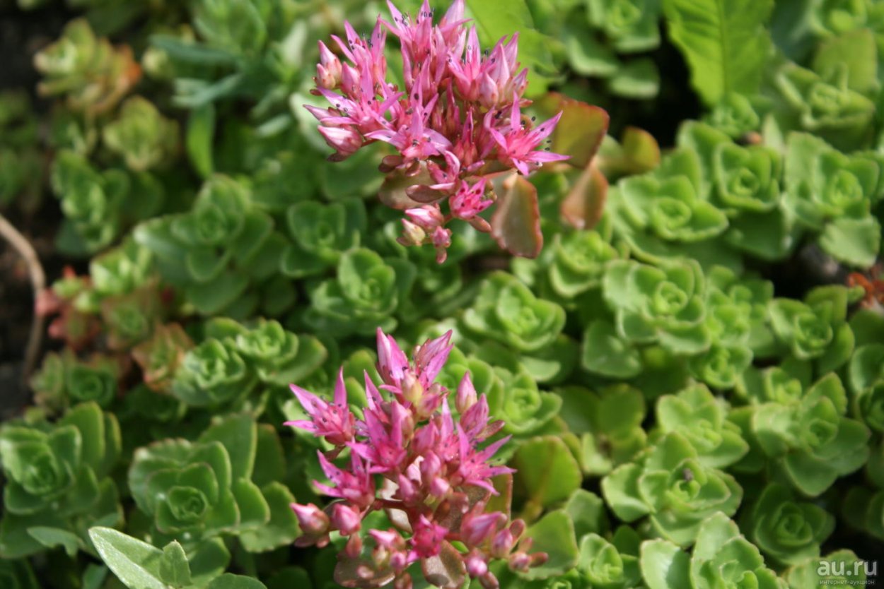 Очиток едкий Sedum acre