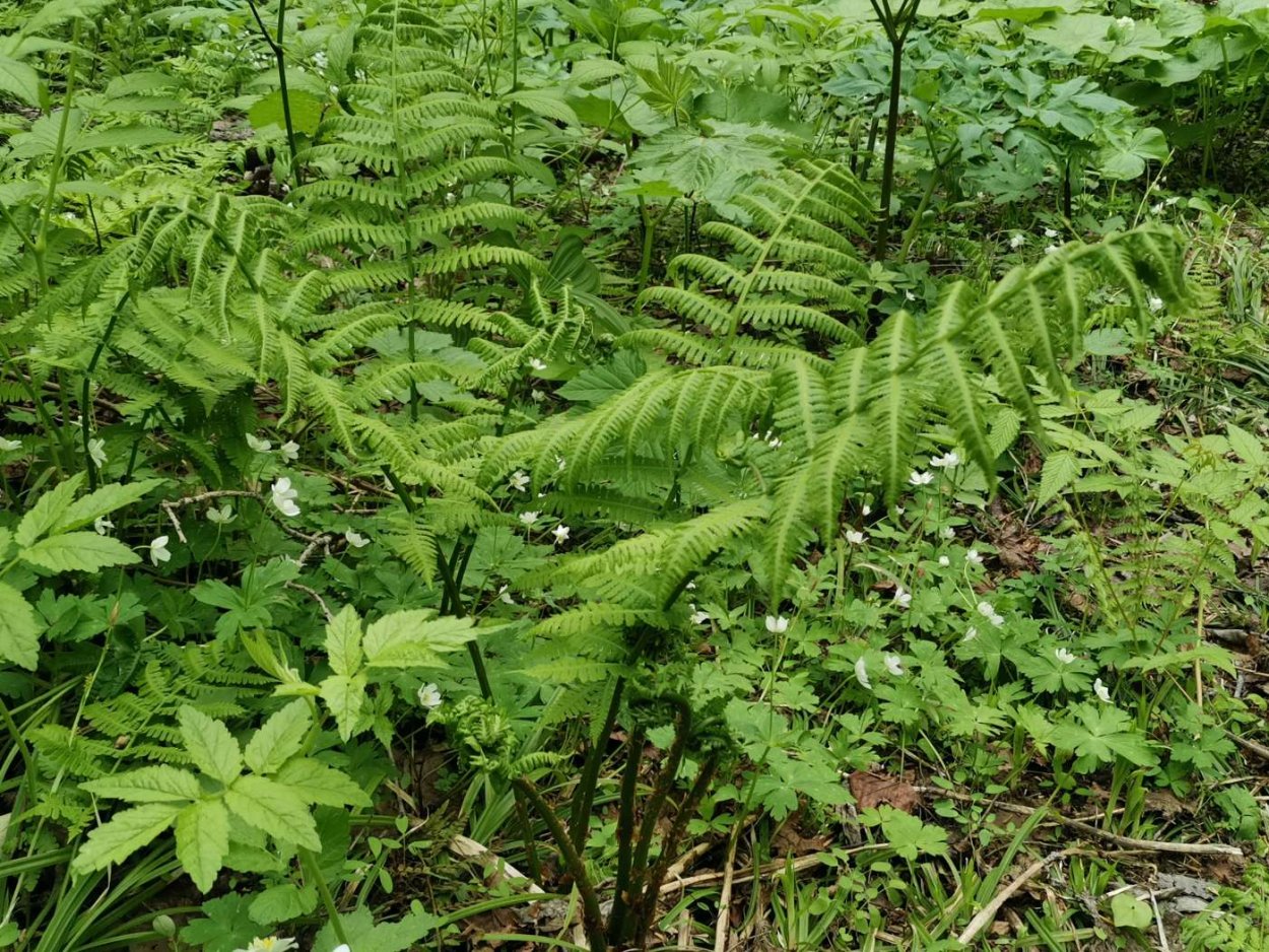 Папоротник орляк блюда