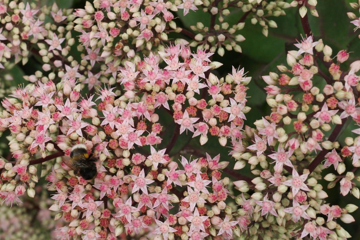 Очиток гибридный желтый