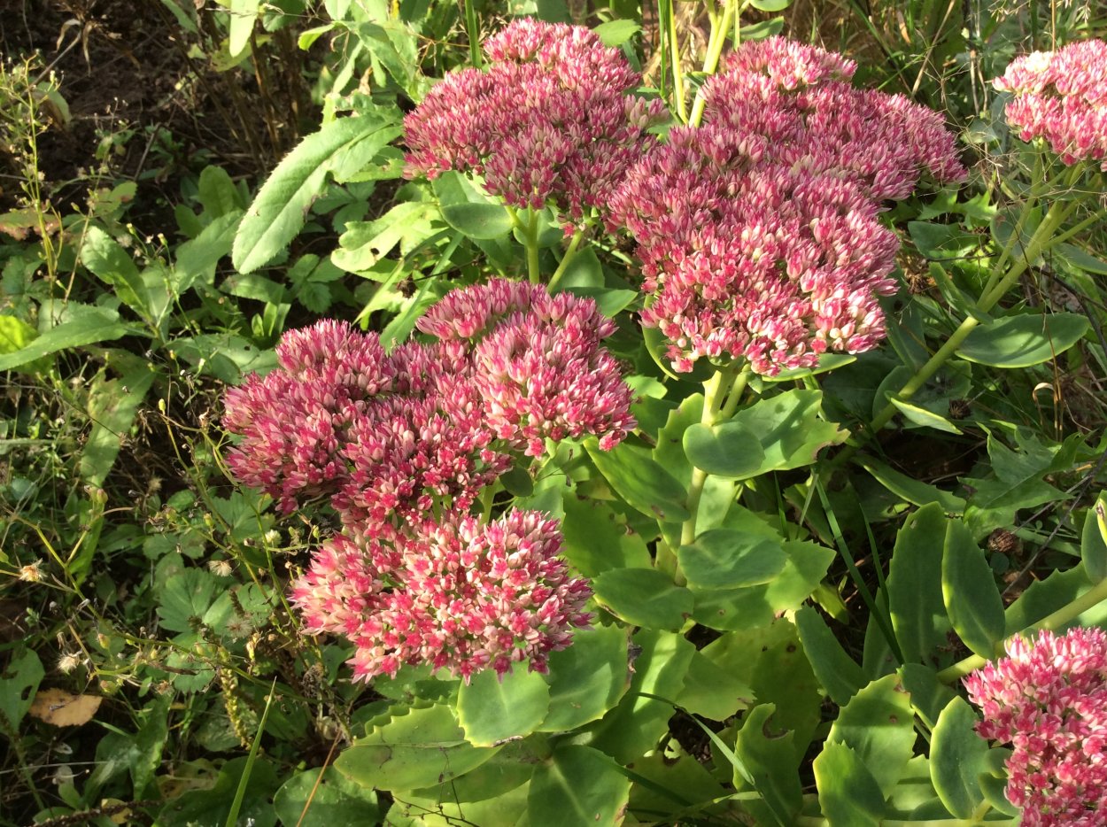 Очиток монетчатый