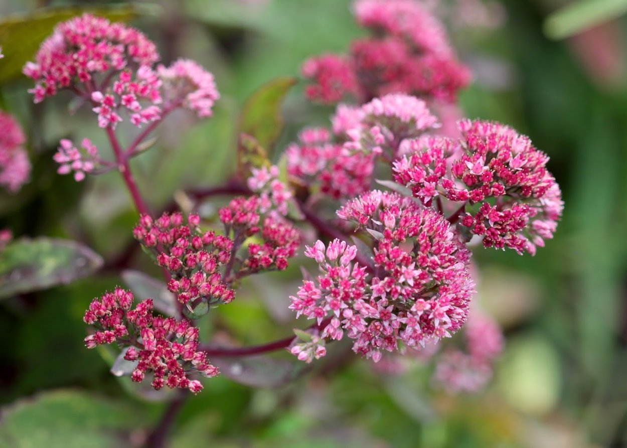 Очиток пурпурный, заячья капуста