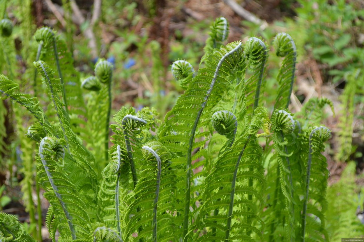 Папоротник Дальневосточный