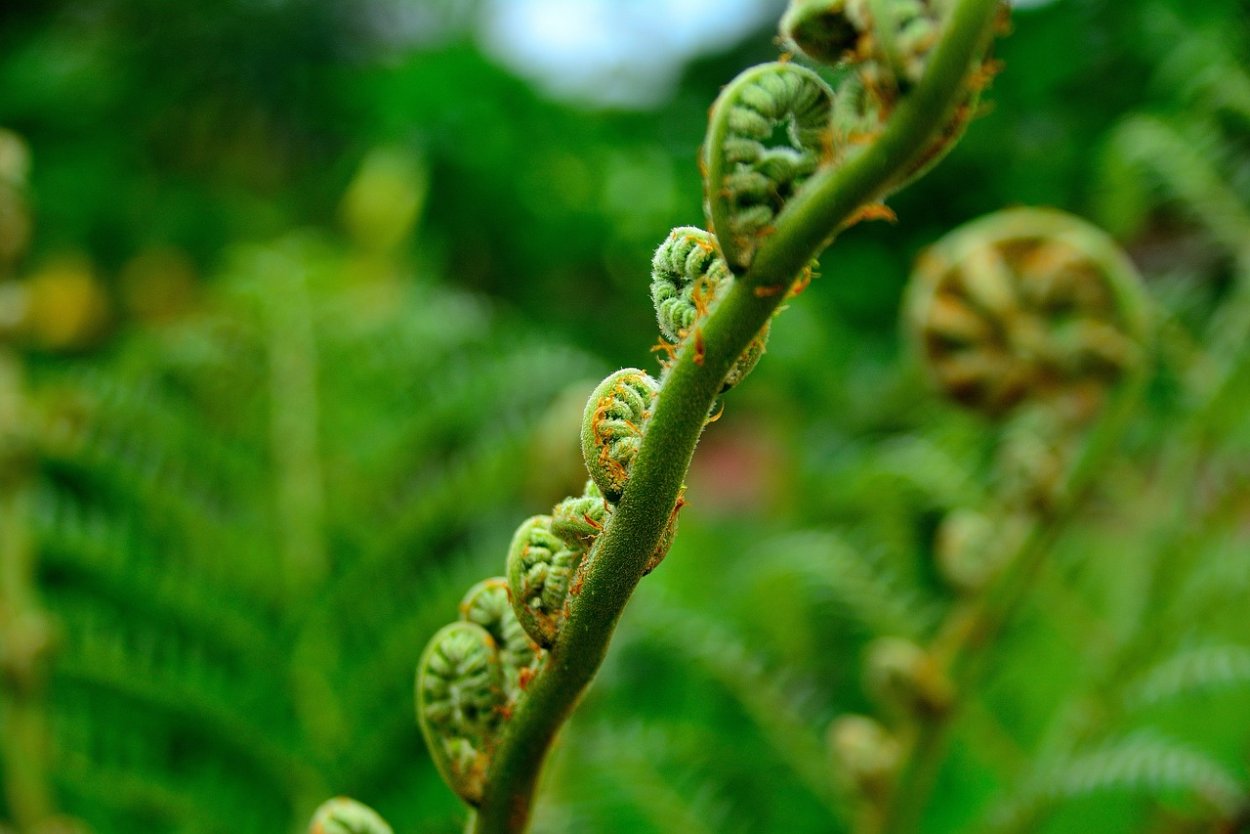 Папоротник орляк Дальневосточный