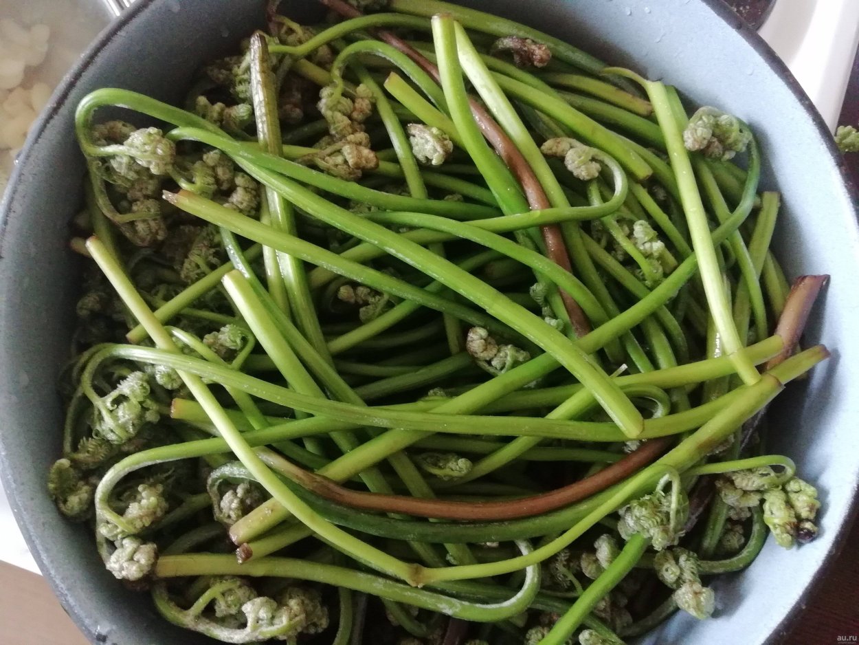 Страусник обыкновенный (Matteuccia struthiopteris)