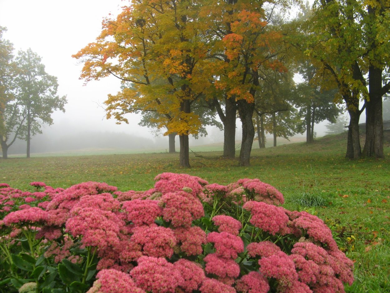 Очиток Видный сорта