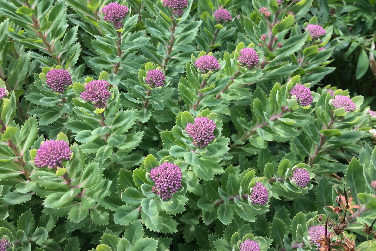 Жук скрипун