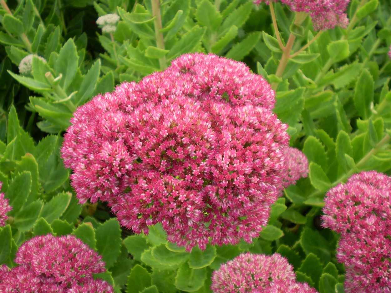 Очиток ложный (Sedum spurium &#96;Roseum&#96;)