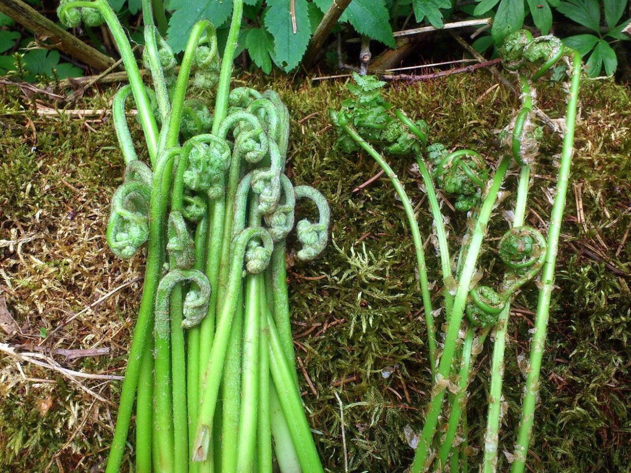 Папоротник орляк Дальневосточный