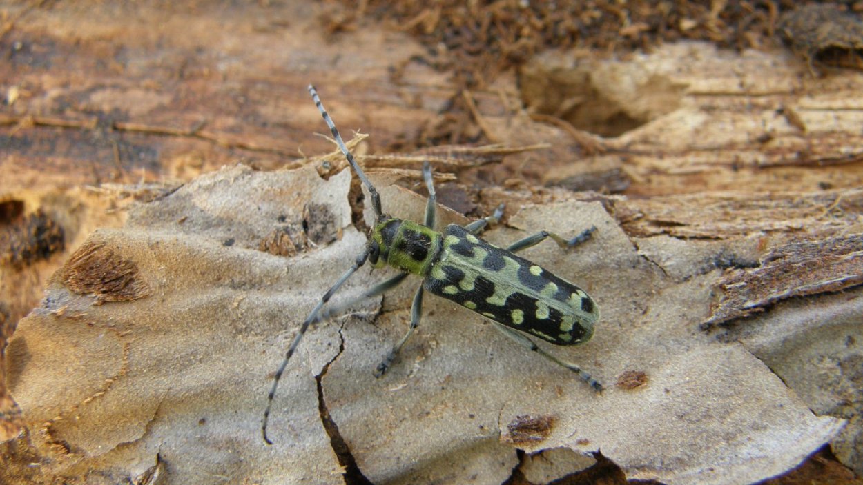 Очиток Видный черенкование