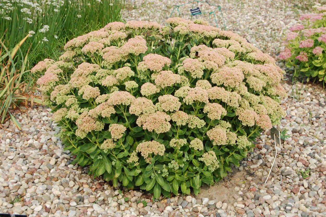 Скрипун трава