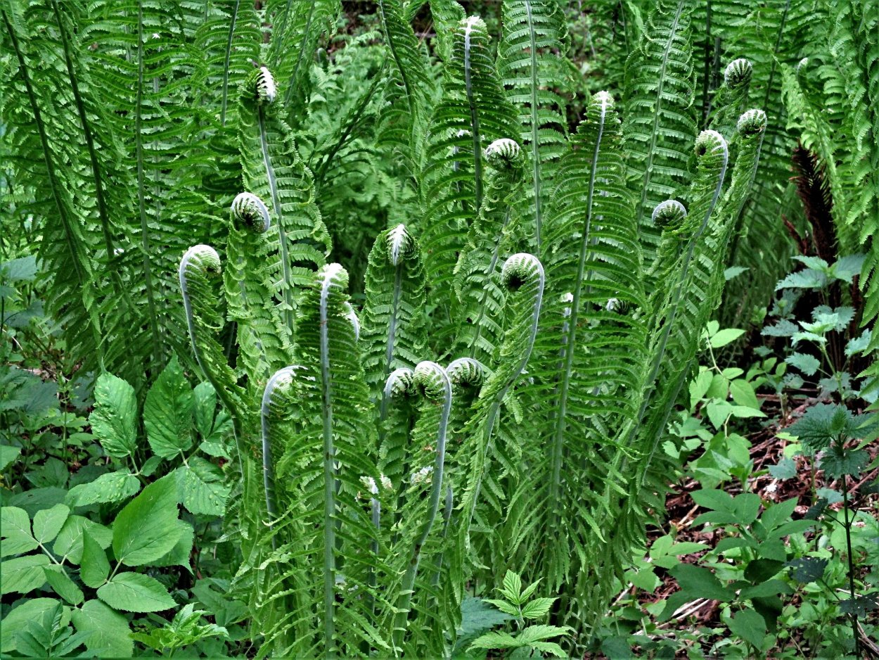 Папоротник страусник рахисы