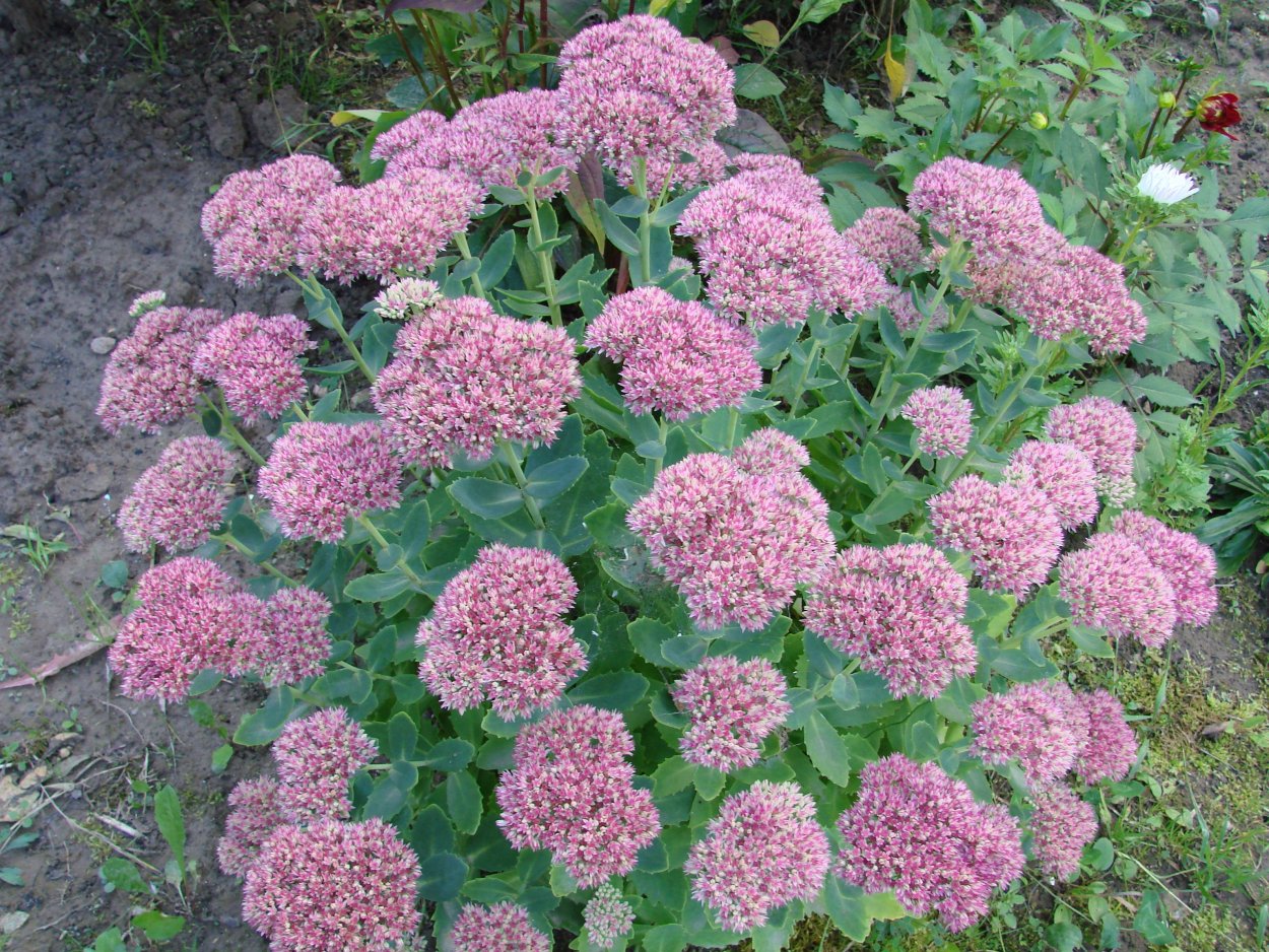 Очиток Herbstfreude Хербштфройде