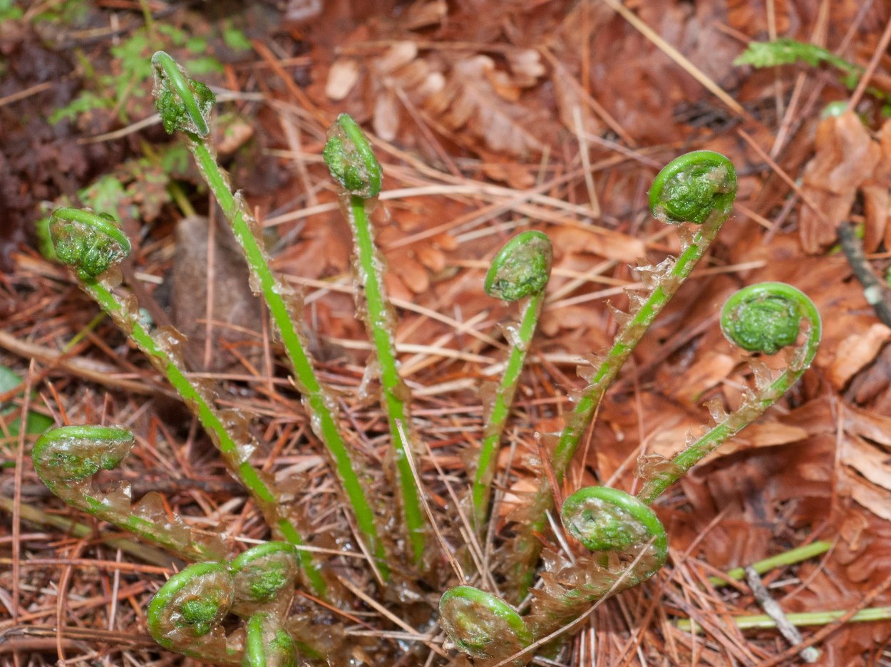 Съедобный папоротник орляк