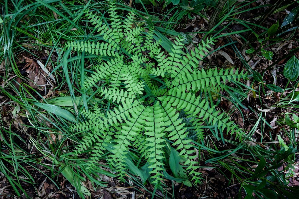 Папоротник страусник обыкновенный