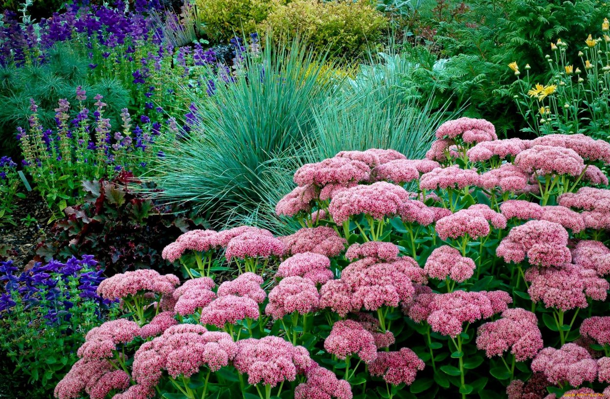 Заячья капуста красная