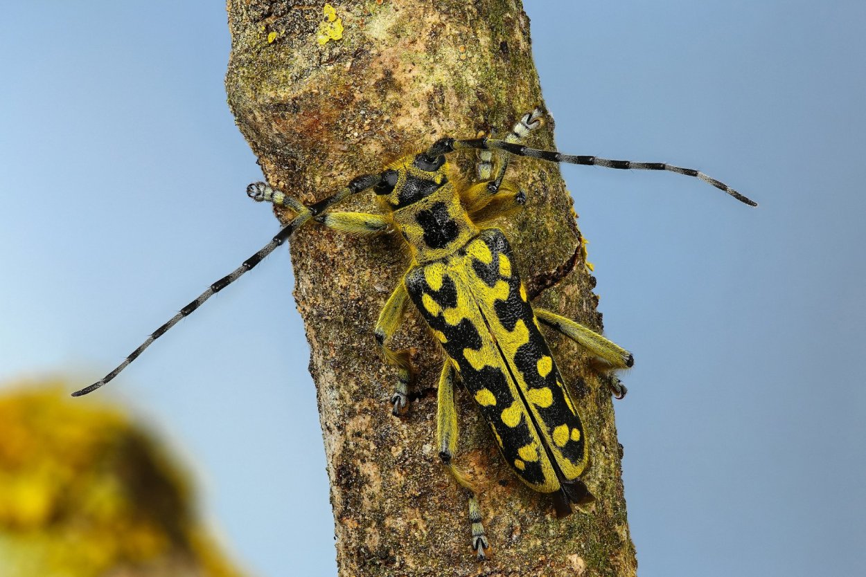 Заячья капуста лопух