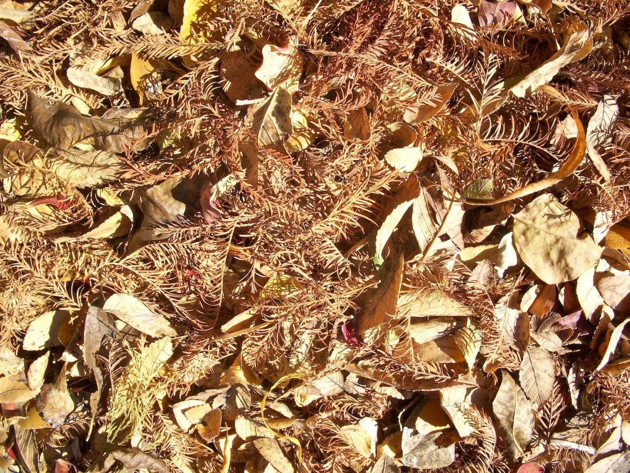 Текстура сухой травы