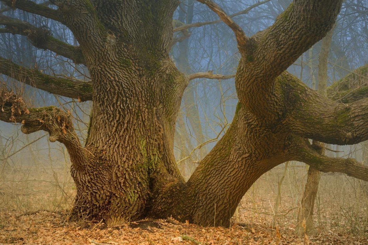 Кряковистый дуб это
