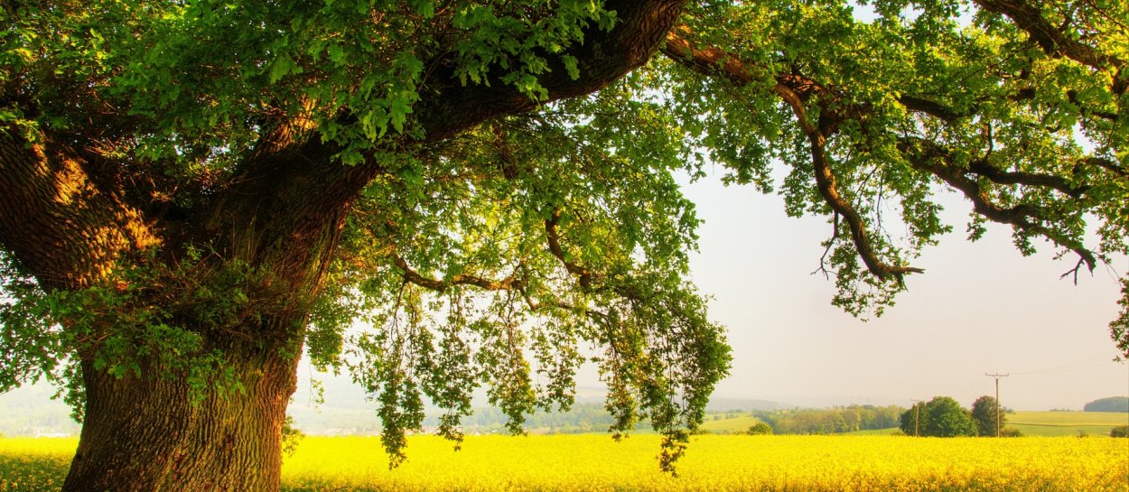 Лето лес зелень дубы