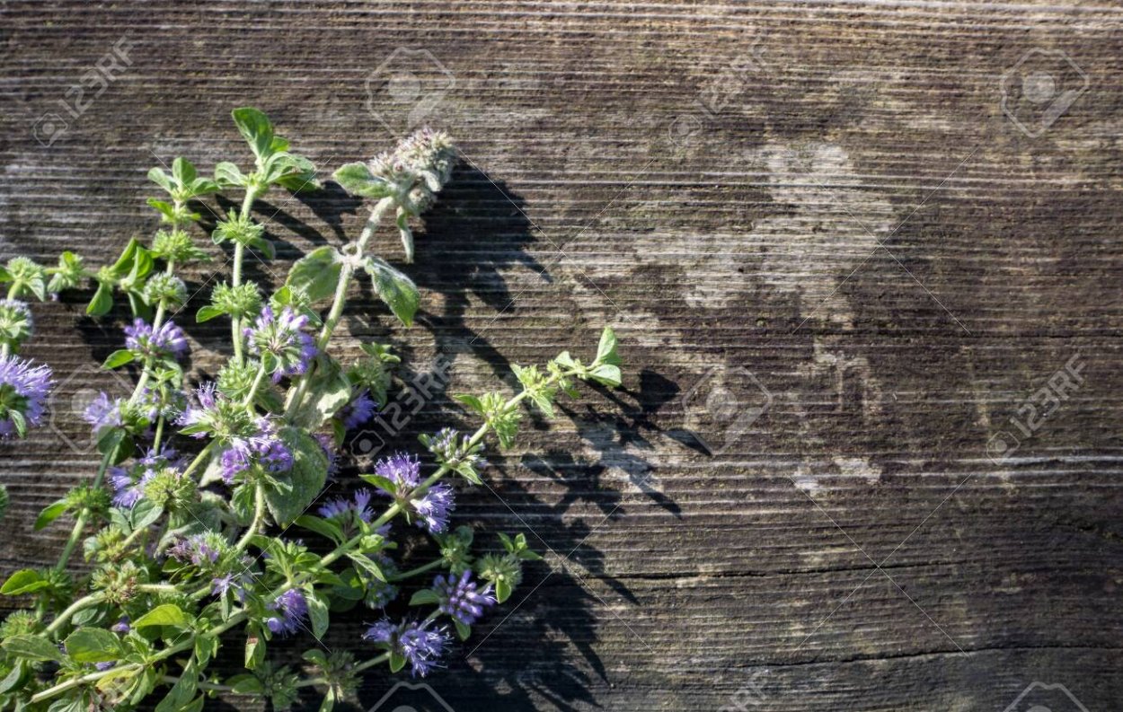 Мята болото фон