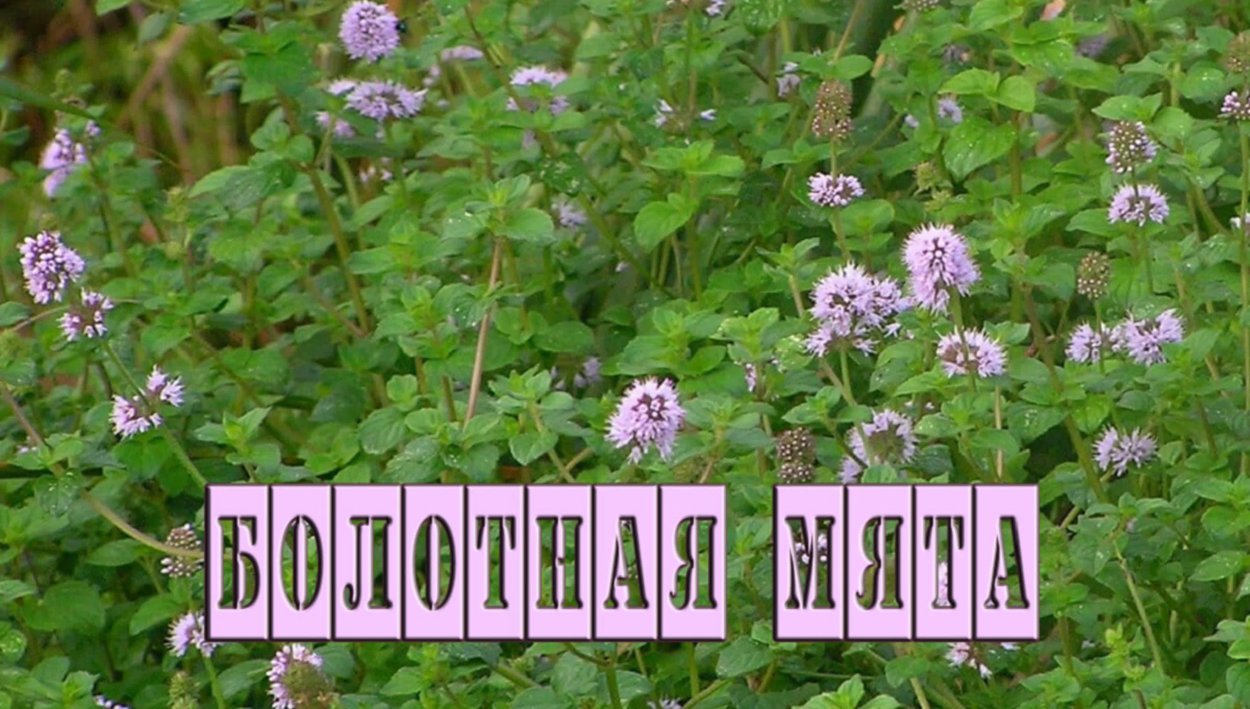 Народная медицина видео