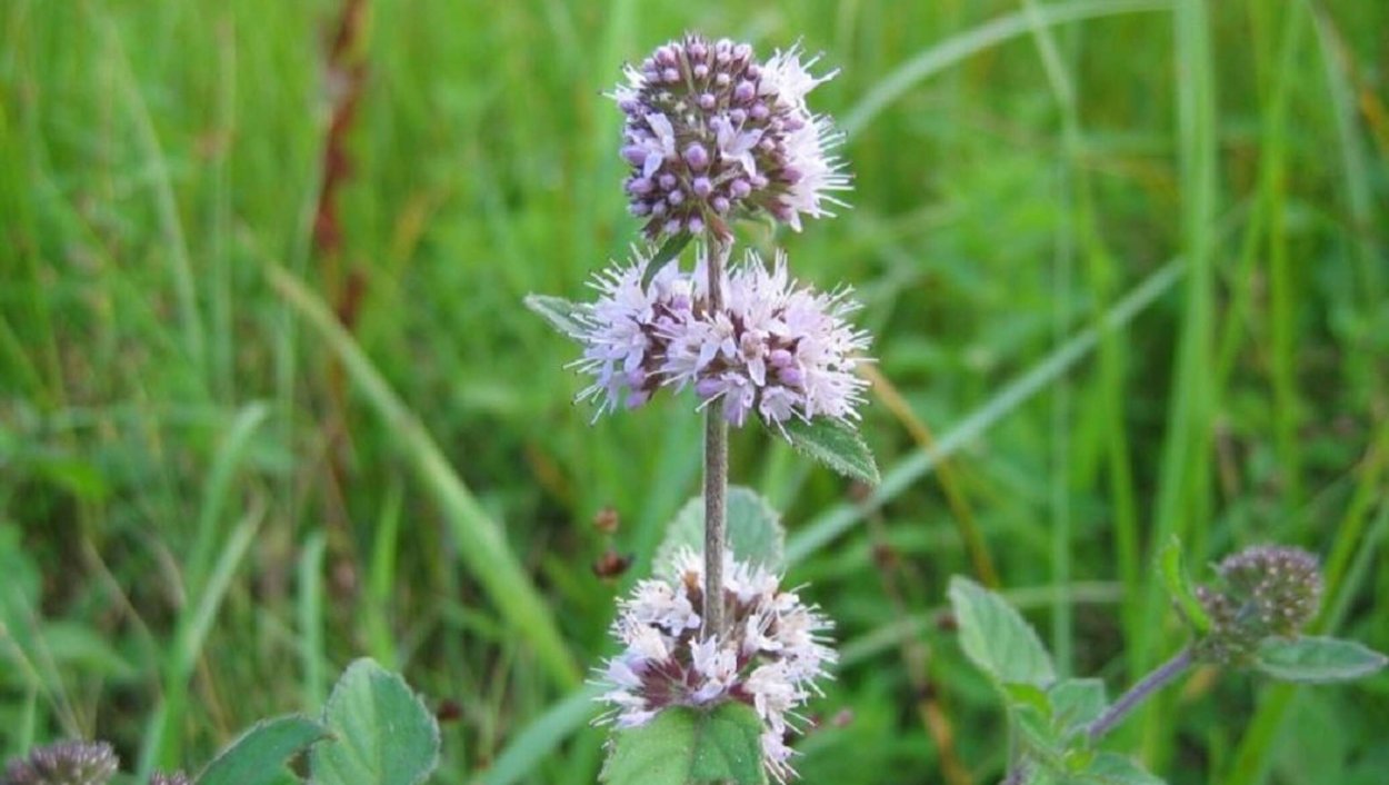 Мята Пулегиум Семко