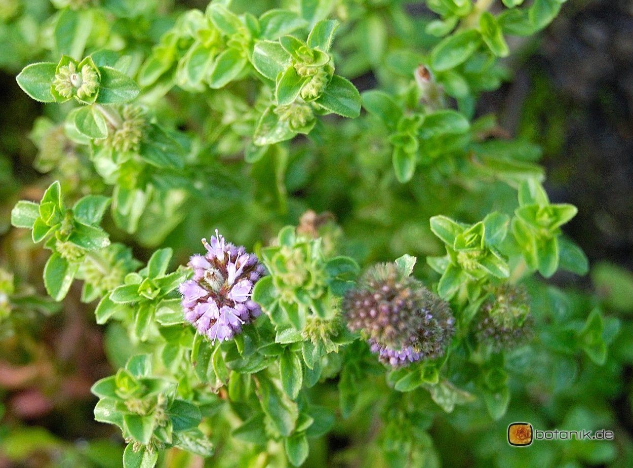 Мята блошница