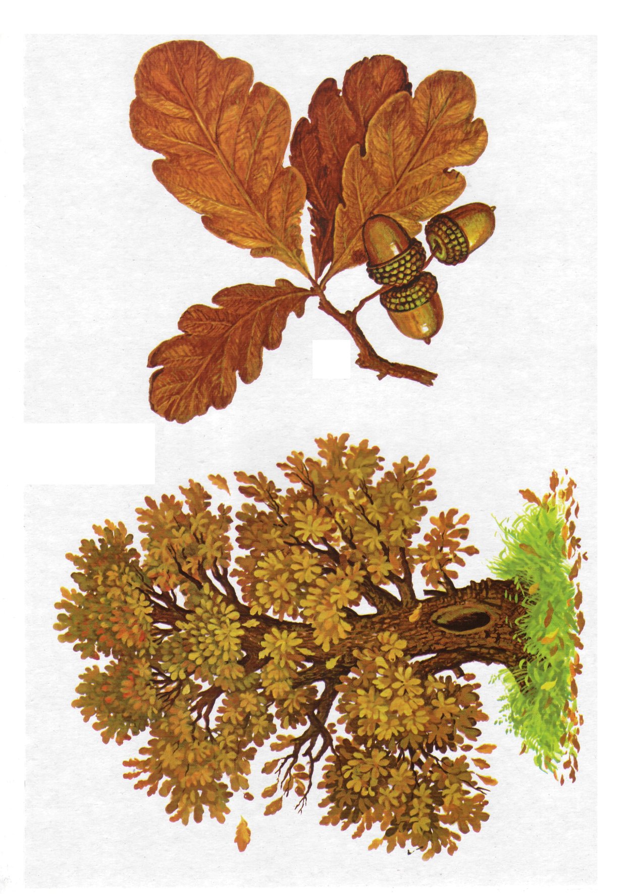 Карточки деревья и кустарники