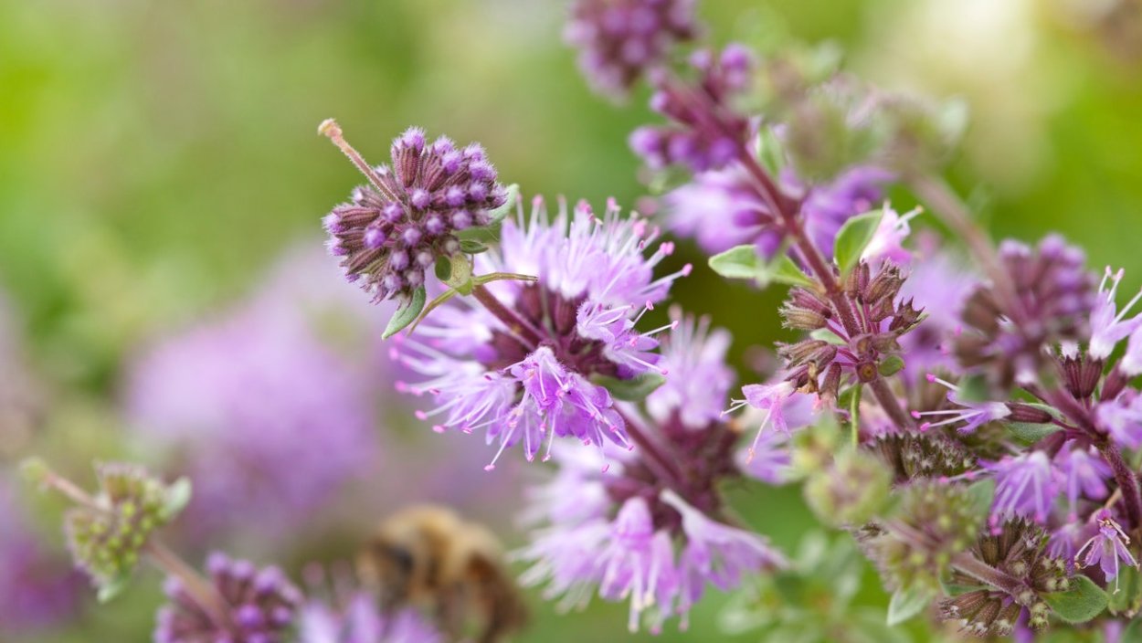 Болотная мята омбало