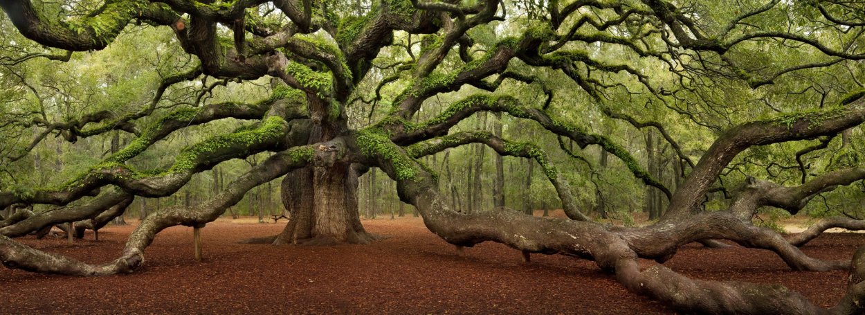 Самый старый дуб