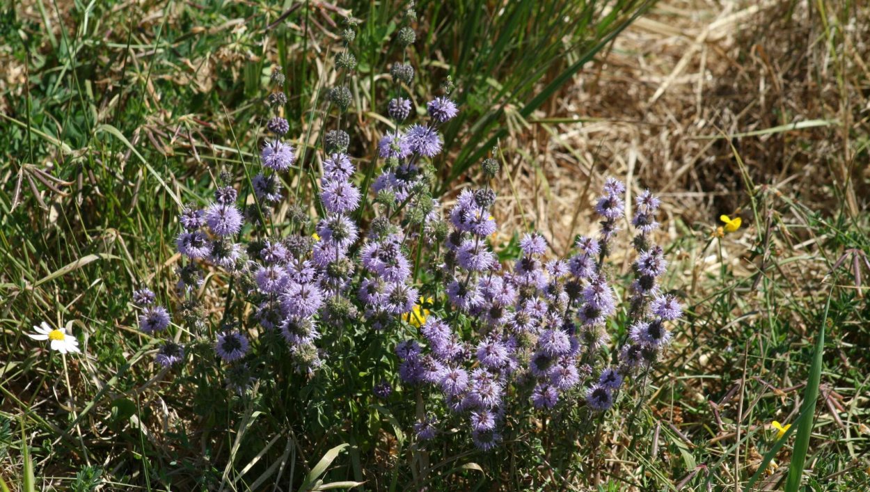 Мята блошница