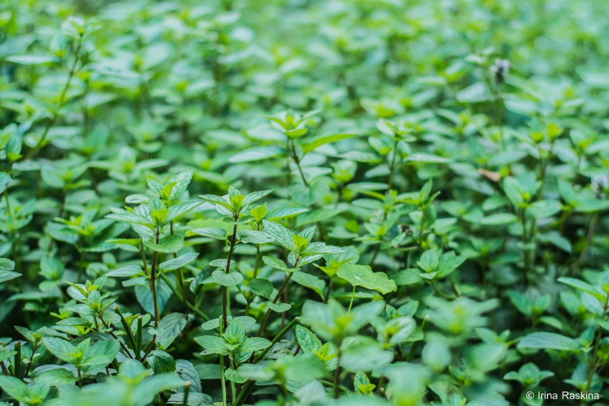 Мята Пеннироял