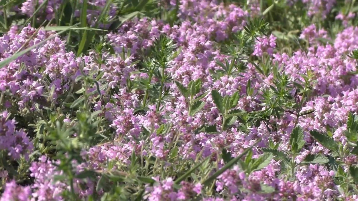 Чай с чабрецом