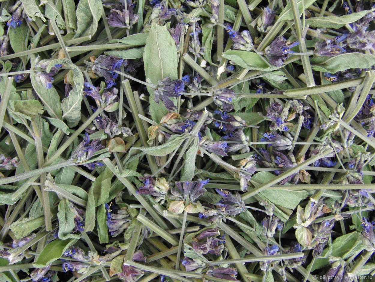 Мята Полевая