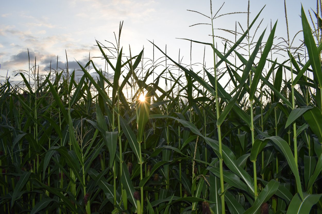 Соцветие початок кукурузы