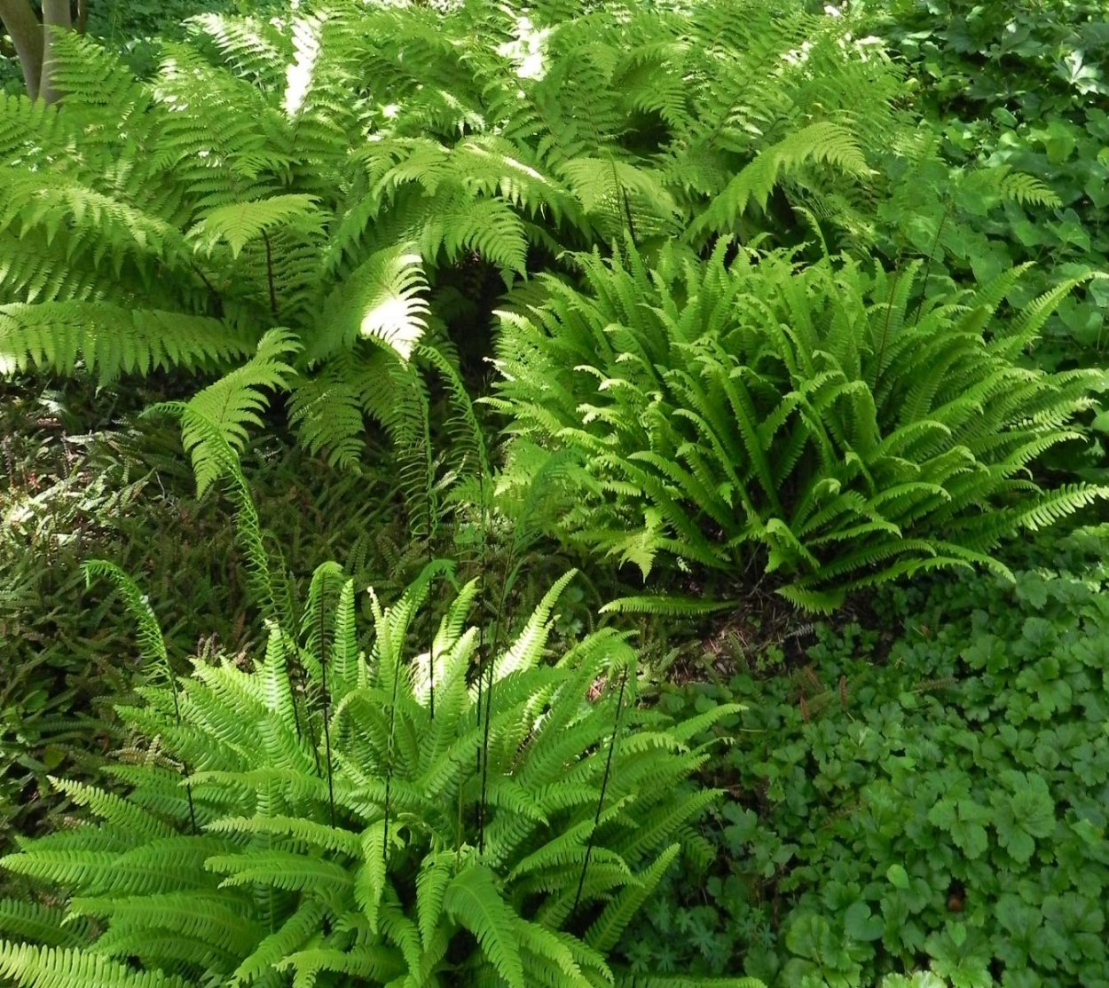 Athyrium filix - Femina 'victoriae'